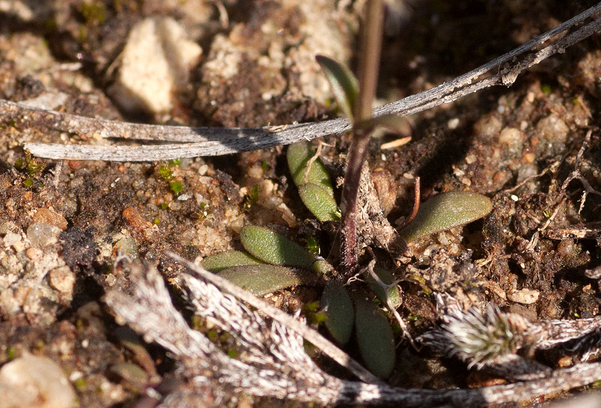 Linderniella wilmsii