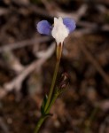 Linderniella wilmsii