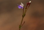 Linderniella wilmsii