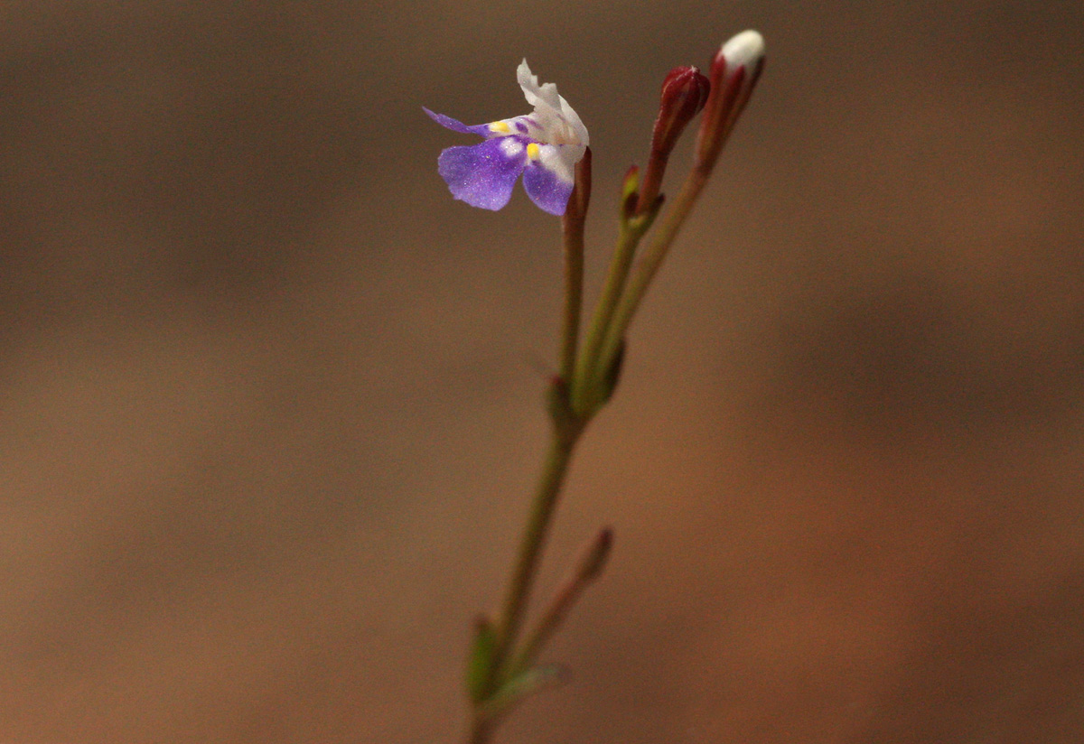 Linderniella wilmsii