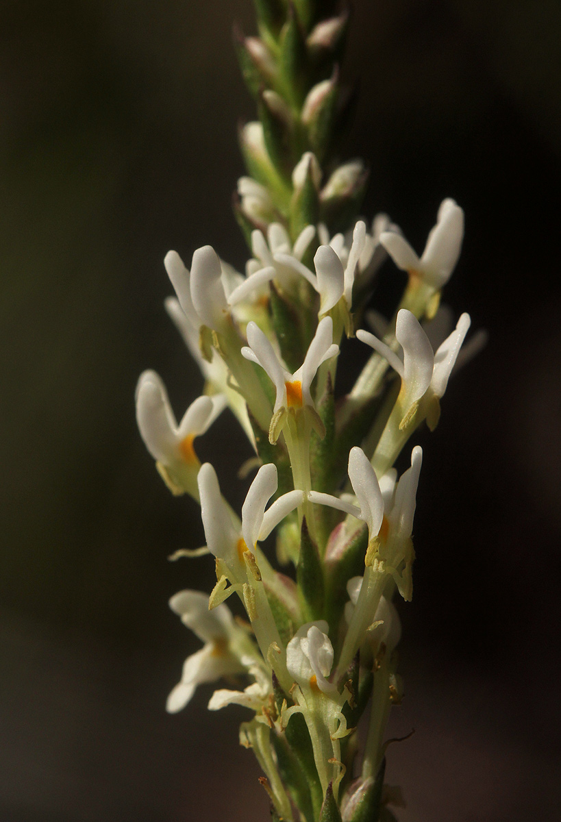 Hebenstretia angolensis