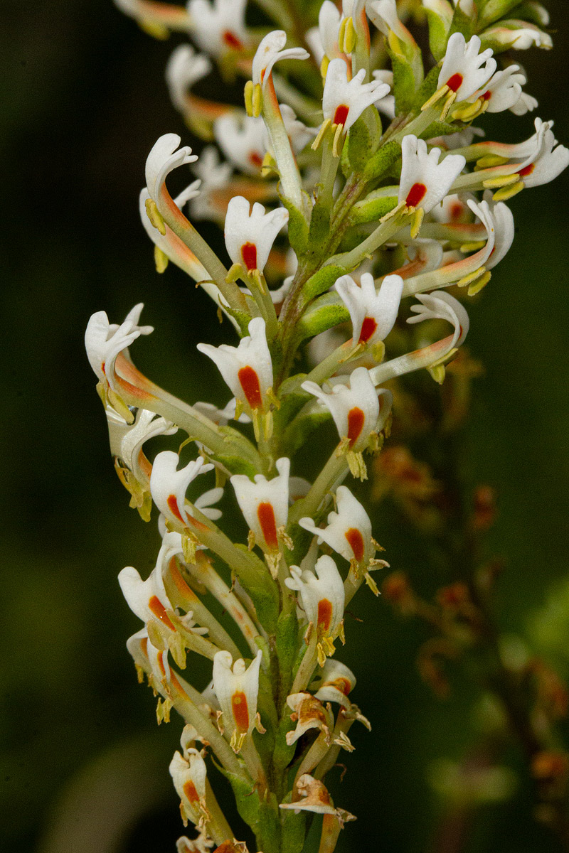 Hebenstretia angolensis