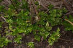 Veronica abyssinica