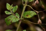 Veronica abyssinica