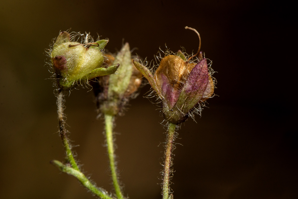 Veronica abyssinica