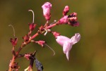 Gerardiina angolensis