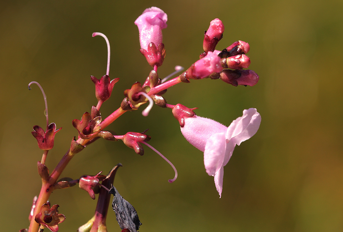 Gerardiina angolensis