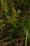 Gerardiina angolensis
