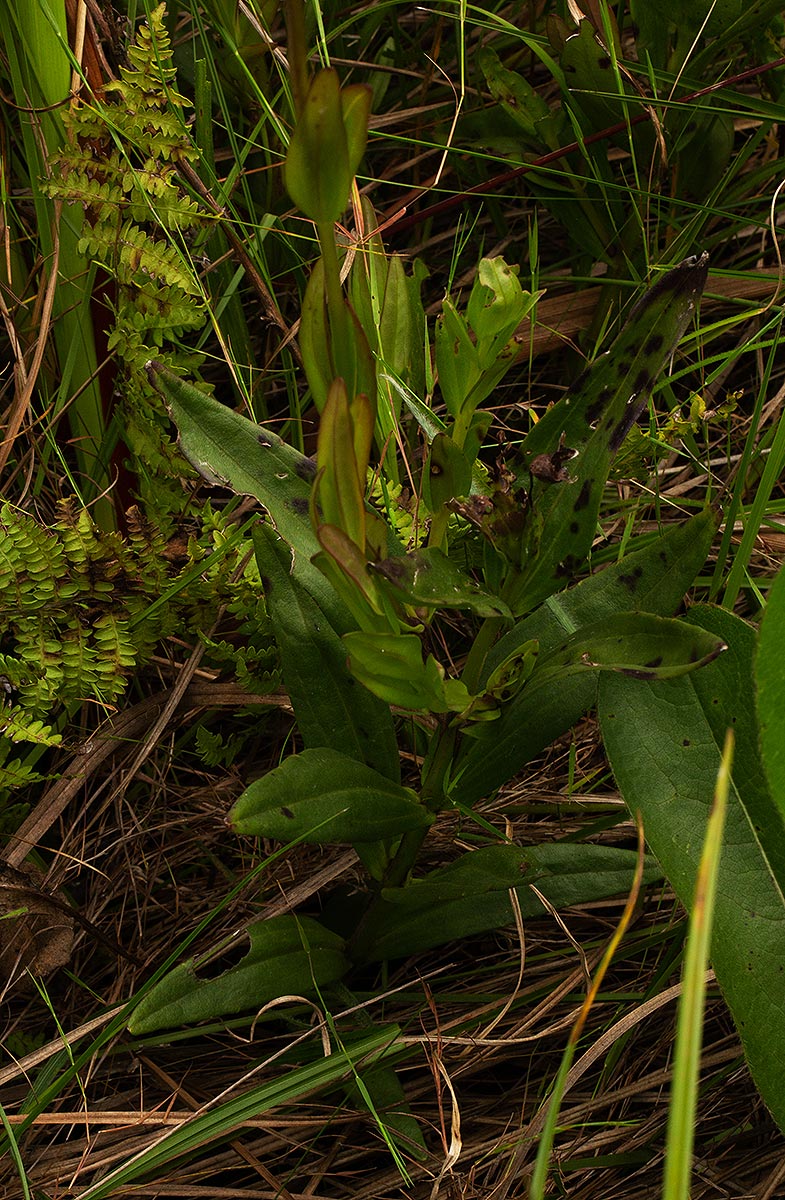 Gerardiina angolensis