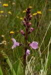 Gerardiina angolensis