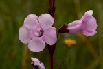 Gerardiina angolensis