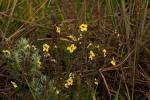 Sopubia eminii