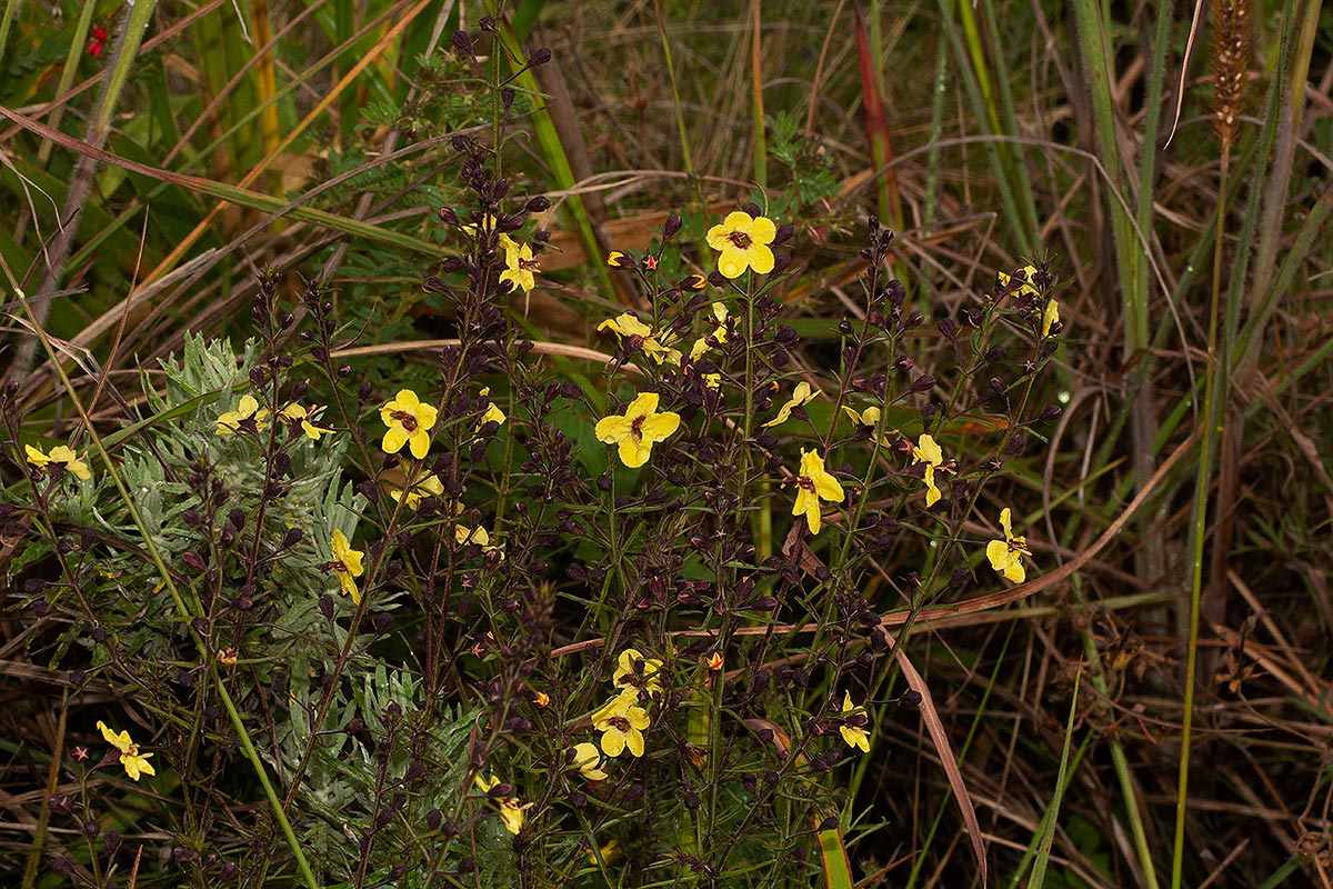 Sopubia eminii