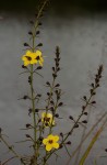 Sopubia eminii