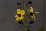Sopubia eminii