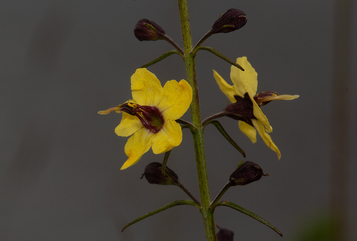 Sopubia eminii