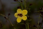 Sopubia eminii