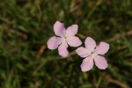 Cycnium tubulosum