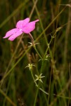 Cycnium tubulosum