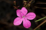 Cycnium tubulosum