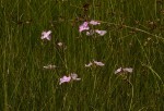 Cycnium tubulosum