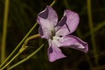 Cycnium tubulosum