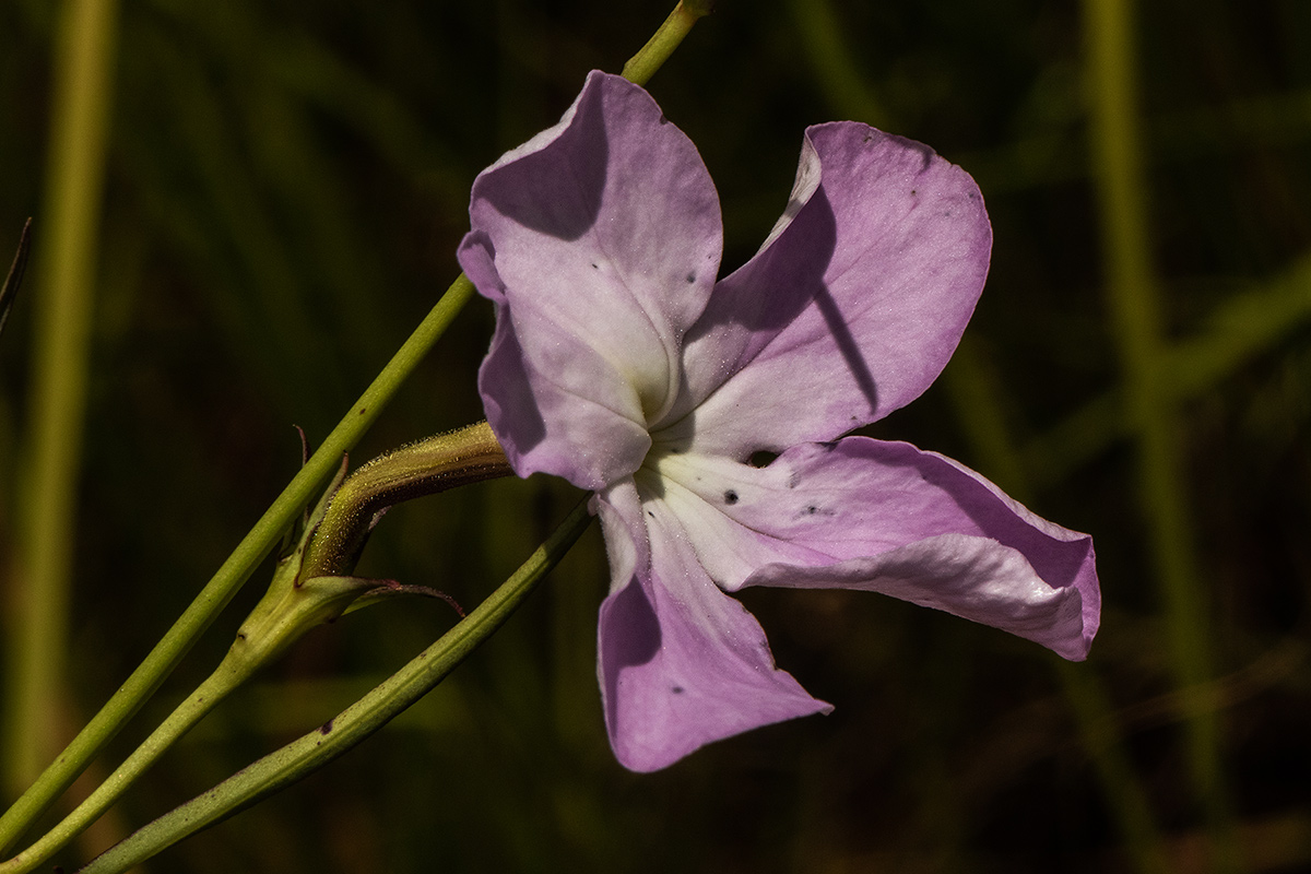 Cycnium tubulosum