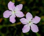 Cycnium tubulosum