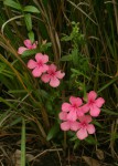 Cycnium tubulosum