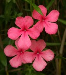 Cycnium tubulosum
