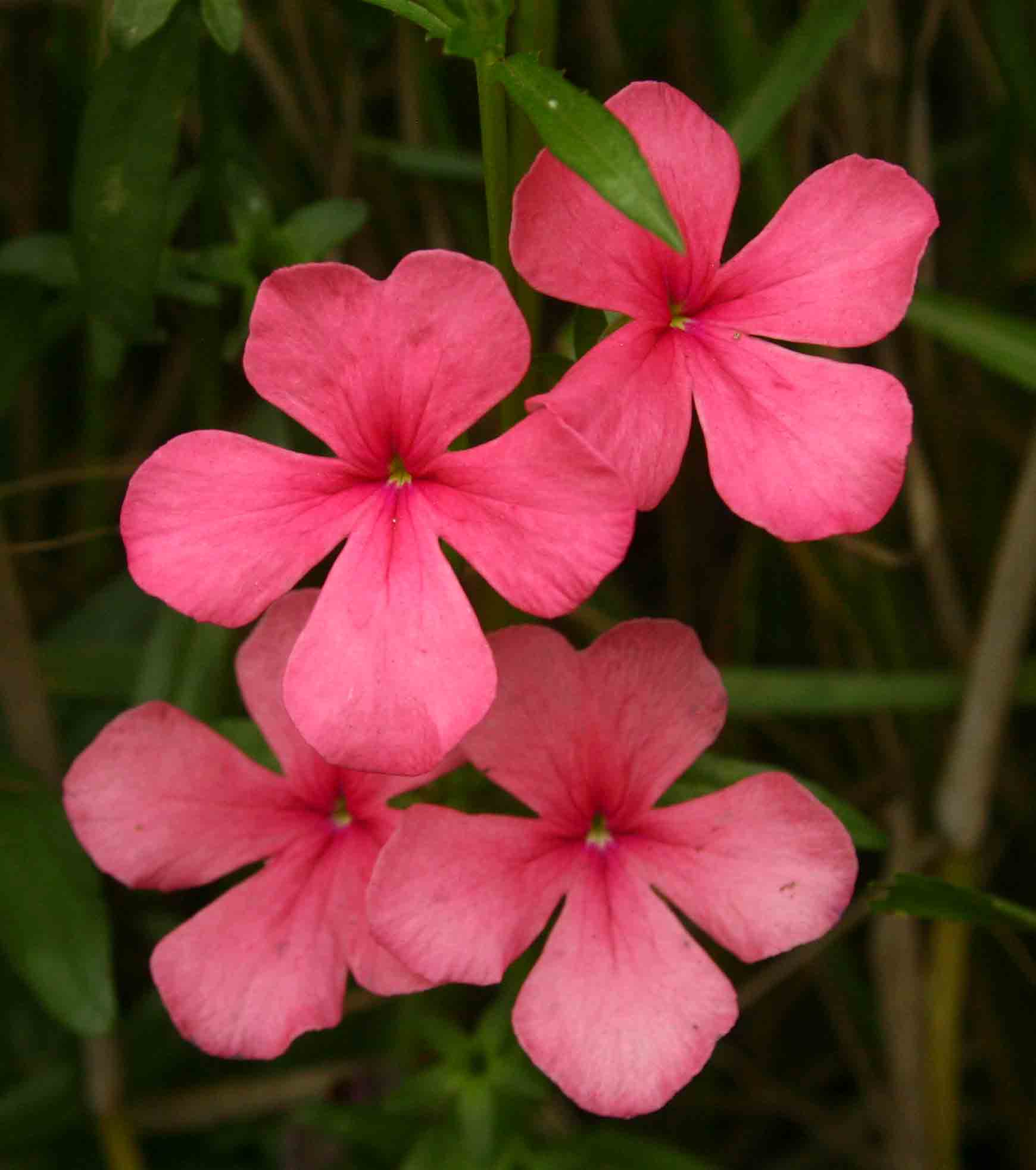Cycnium tubulosum