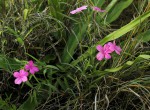 Cycnium tubulosum