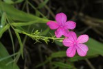 Cycnium tubulosum