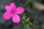 Cycnium tubulosum