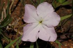 Cycnium tubulosum