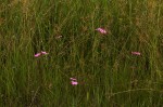 Cycnium tubulosum