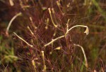 Rhamphicarpa fistulosa