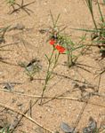 Striga asiatica