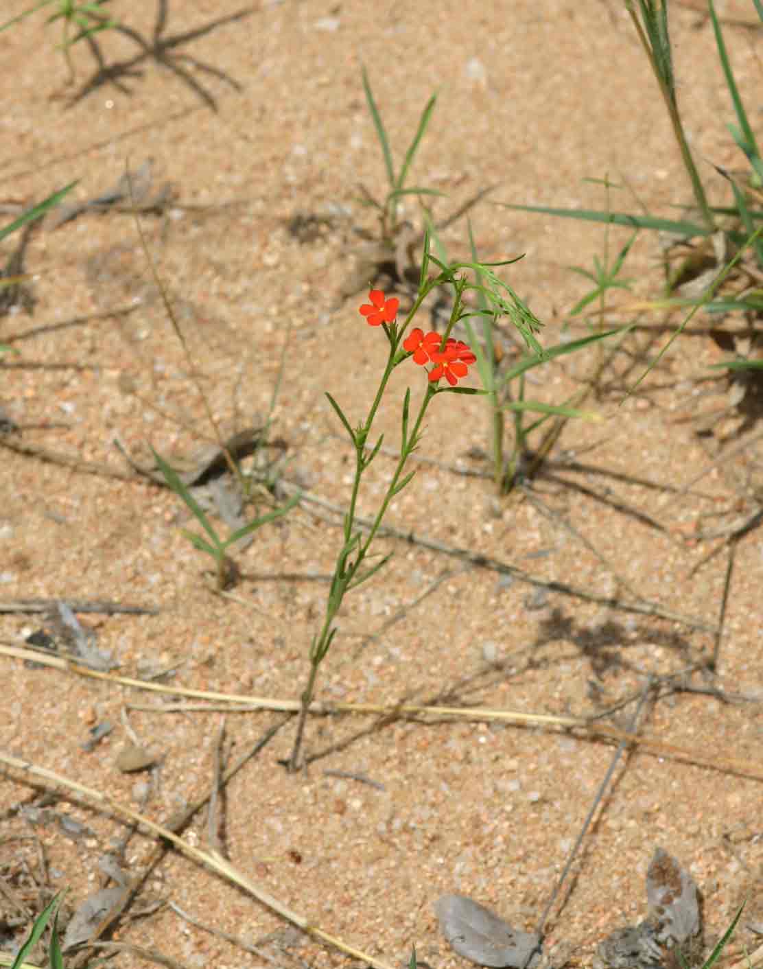 Striga asiatica