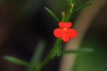 Striga asiatica