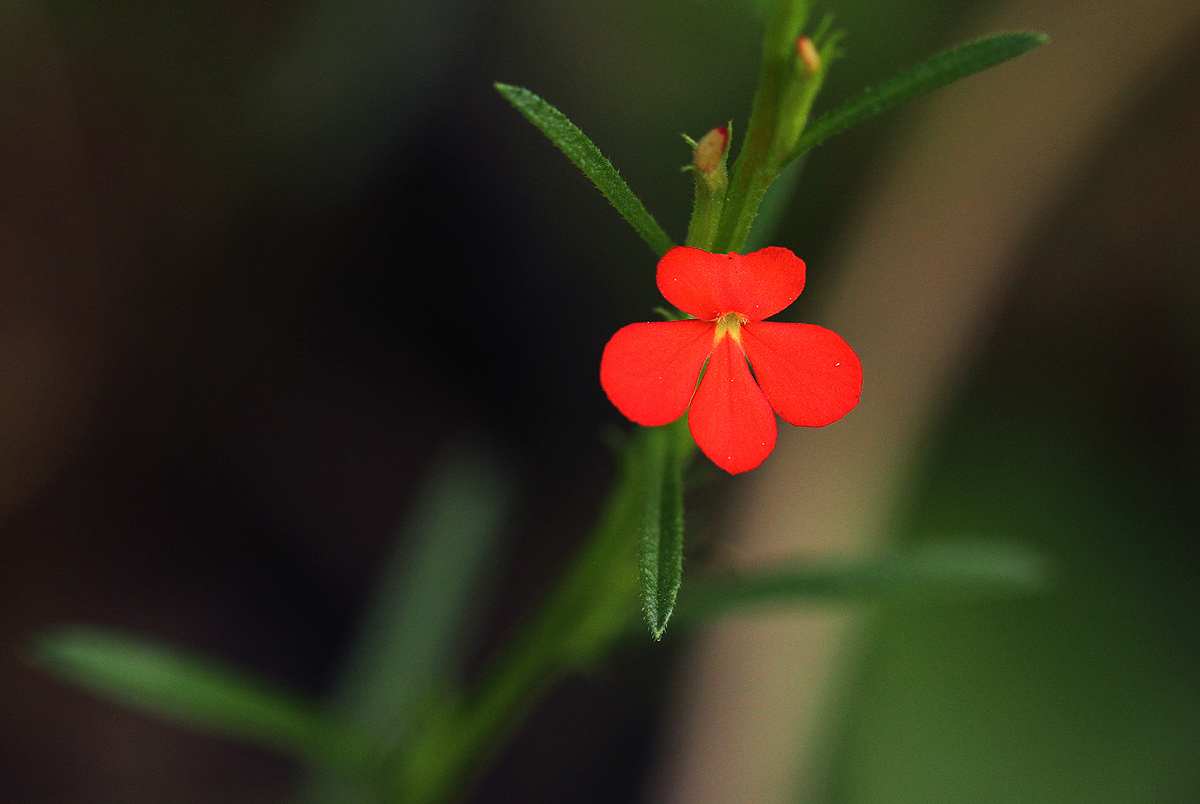 Striga asiatica