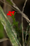 Striga asiatica