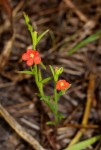 Striga asiatica