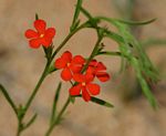 Striga asiatica