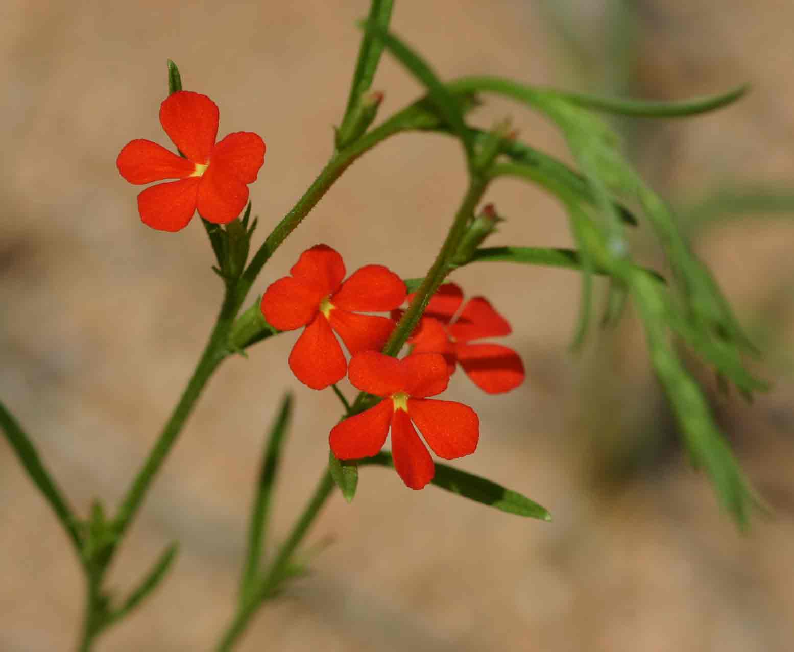 Striga asiatica