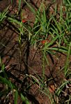 Striga asiatica