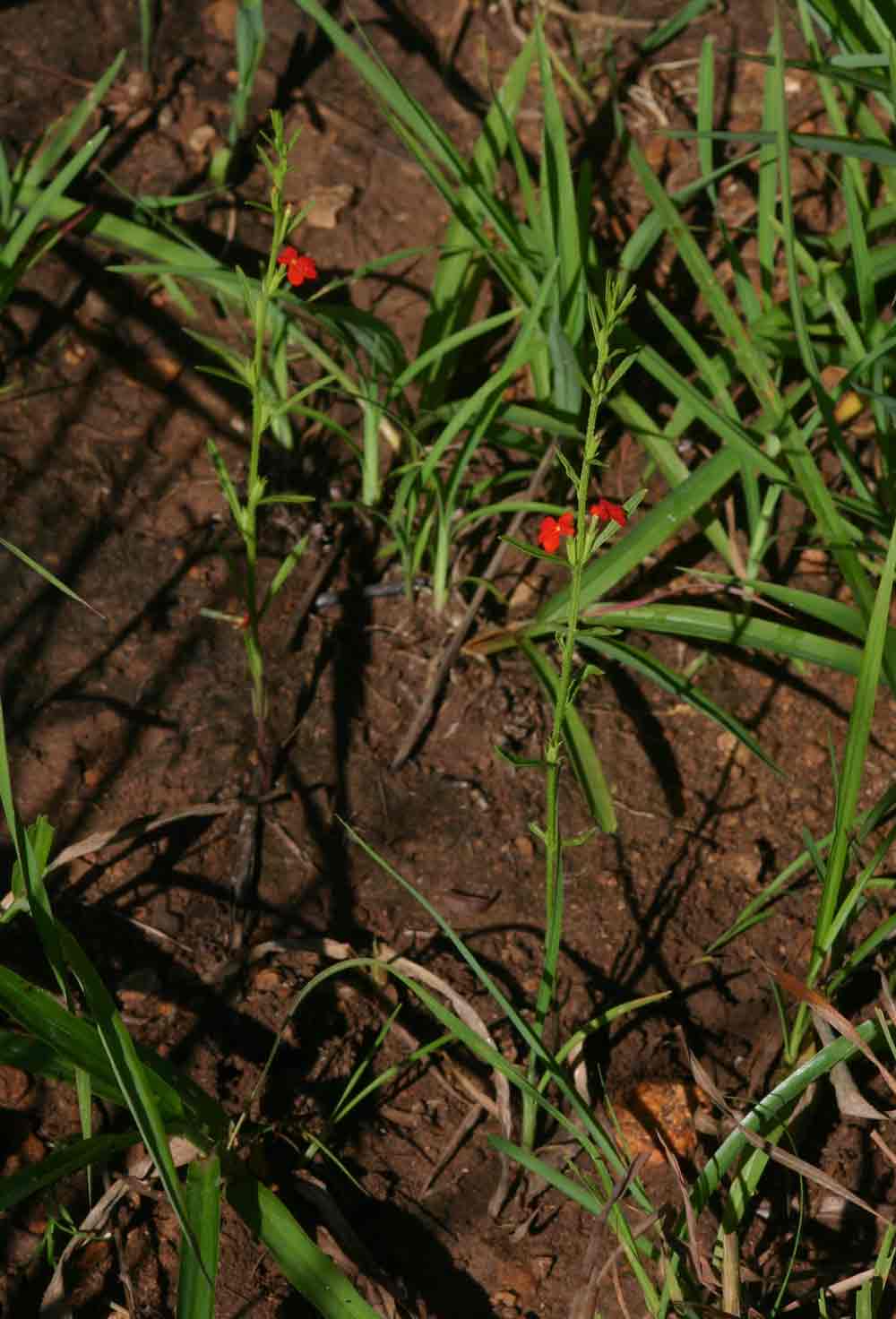 Striga asiatica
