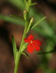 Striga asiatica