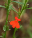 Striga asiatica