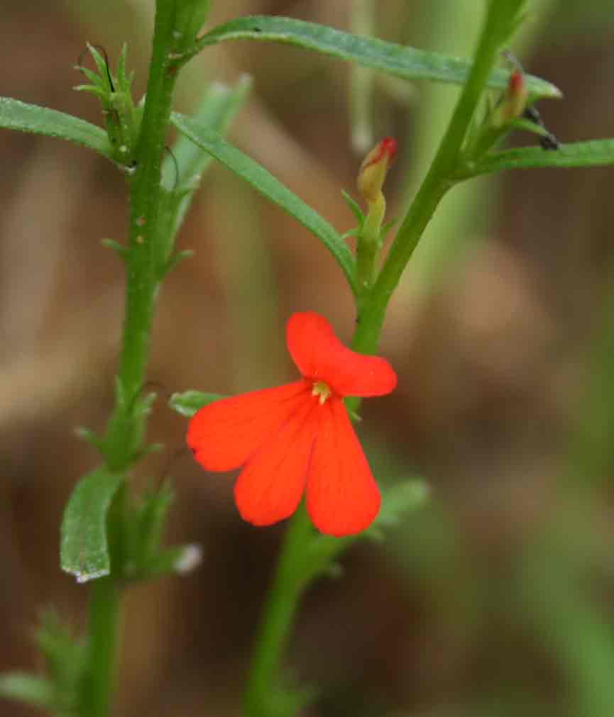 Striga asiatica